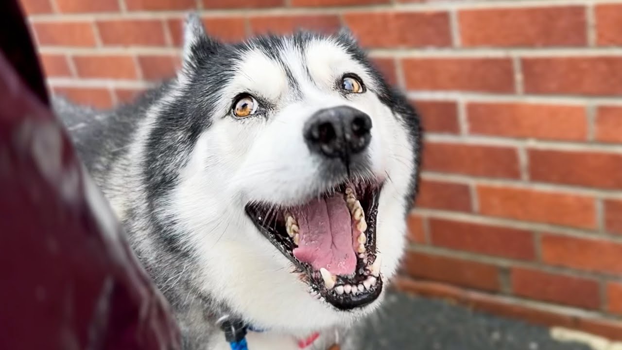 Random Things My Husky Talks About On A Walk!