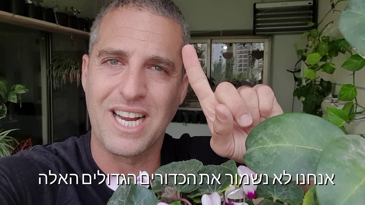 איך שומרים את הזרעים של הרקפות?