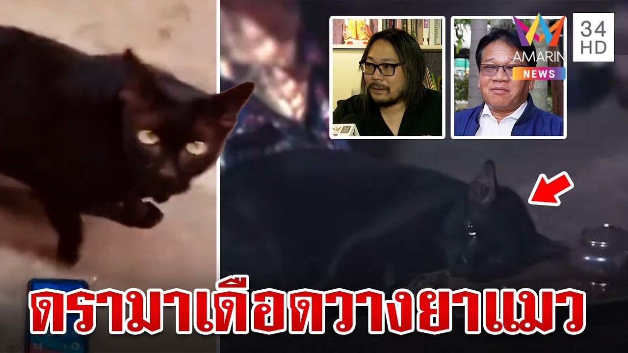 ต้นสังกัดแจงปมใช้แมวร่วมแสดงละครดัง สัตวแพทยสภาลุยสั่งสอบ | ทุบโต๊ะข่าว | 10/11/67