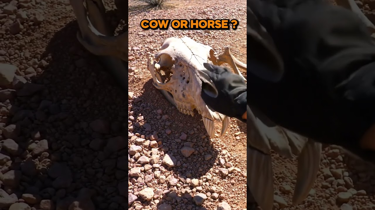 We thought it was just a rock... until we saw the teeth