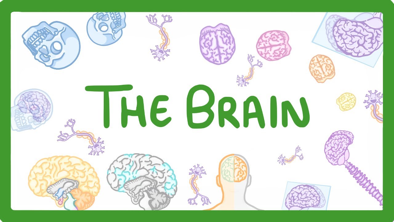 GCSE Biology - The Brain
