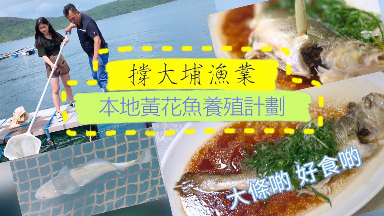 大埔本地養殖黃花魚 新鮮、大條啲、好食啲 hong kong tai po fresh yellow croaker