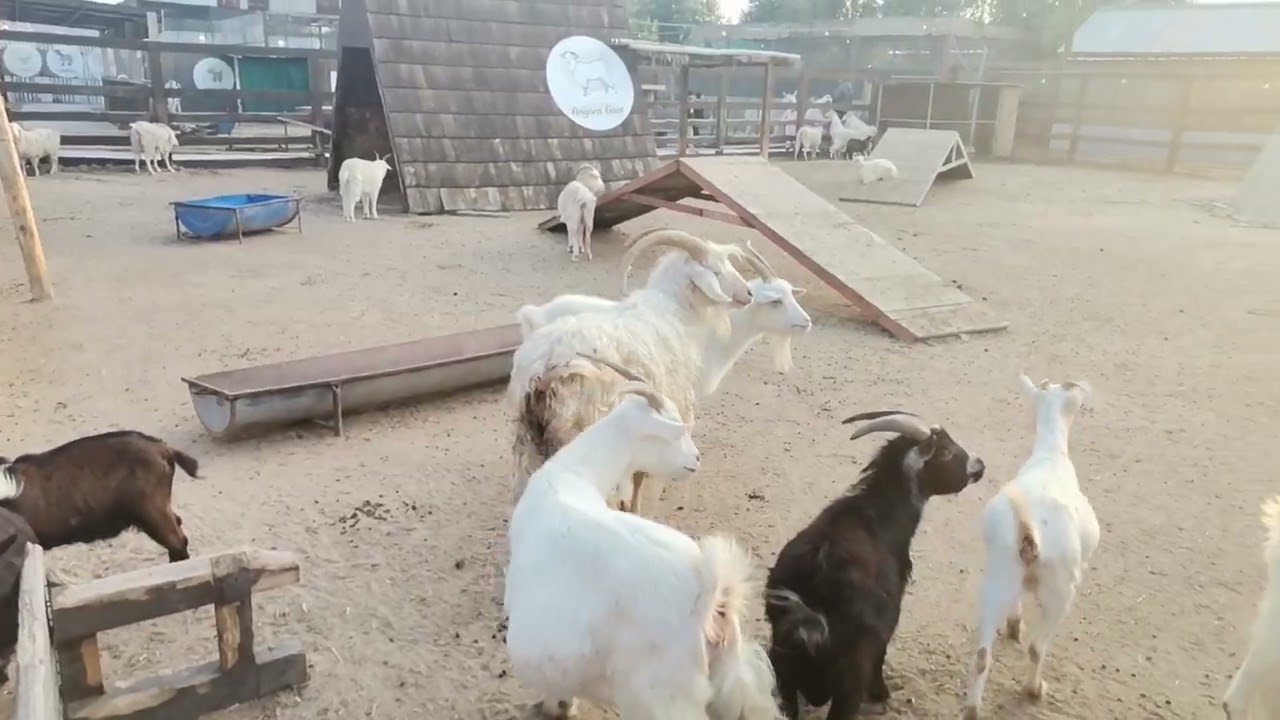 Mini zoo in kuwait, #shortvideo #animals #zahrafarm
