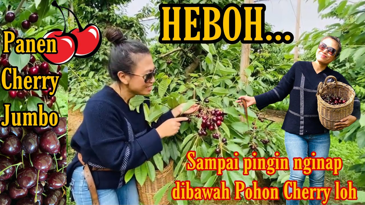 BIKIN GEMES! Saking senengnya sampe ngga mau Pulang… GARA-GARA CHERRY JUMBO
