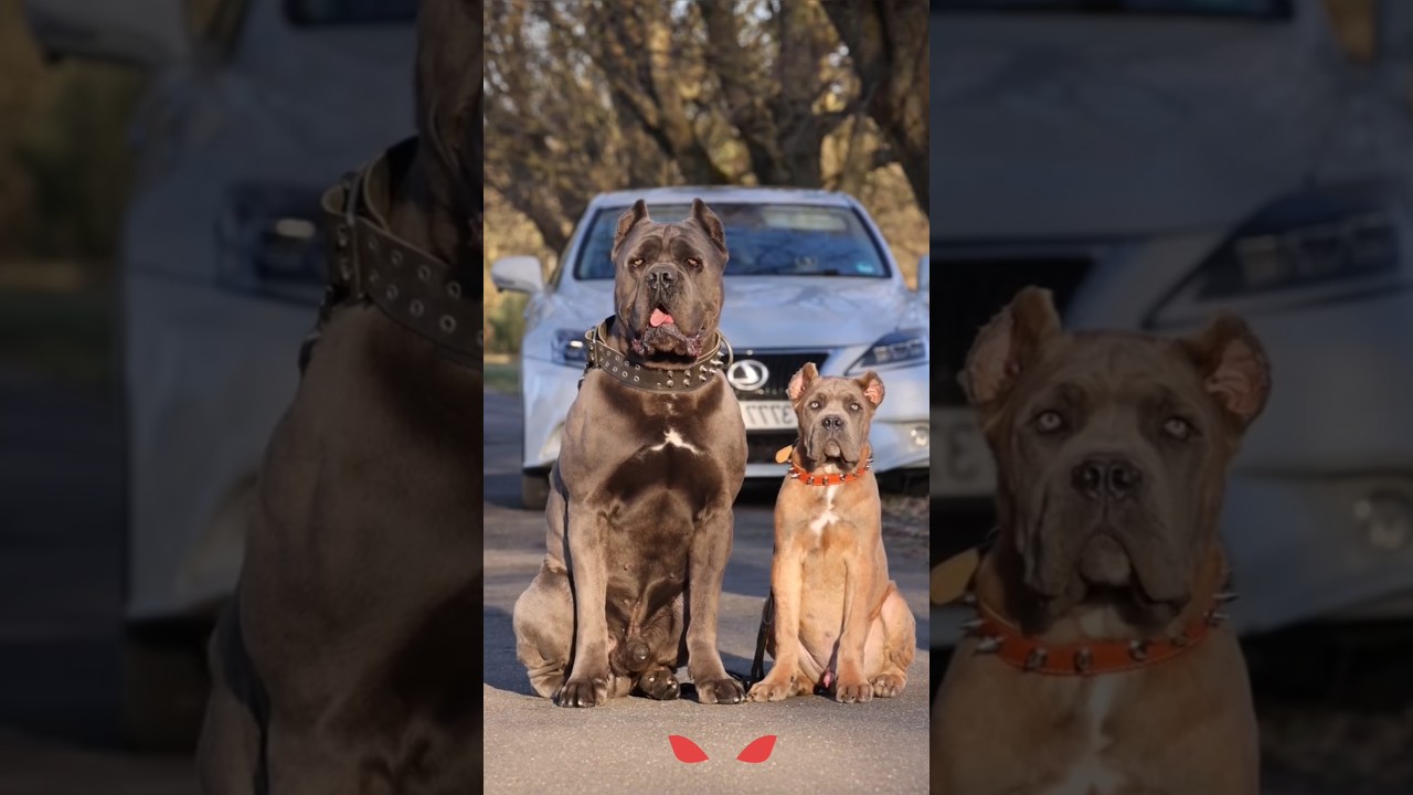 Pawsome Dog show: Dogs Doing the Unexpected! #americanbully #dogtrainingfundamentals