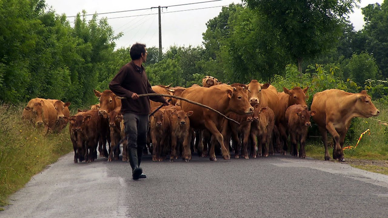 reportage : vaches nantaises