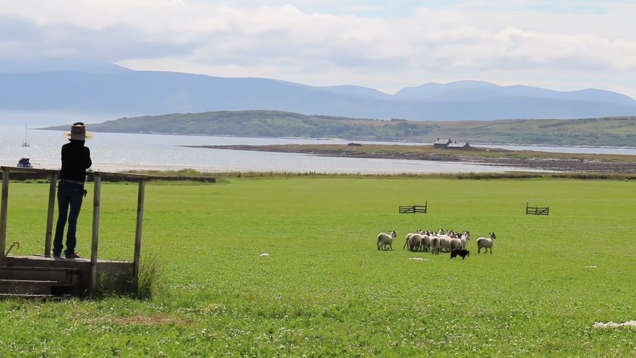 Katy Cropper and Jacobsdale Gin, Trials of Bute 2024 double gather final.
