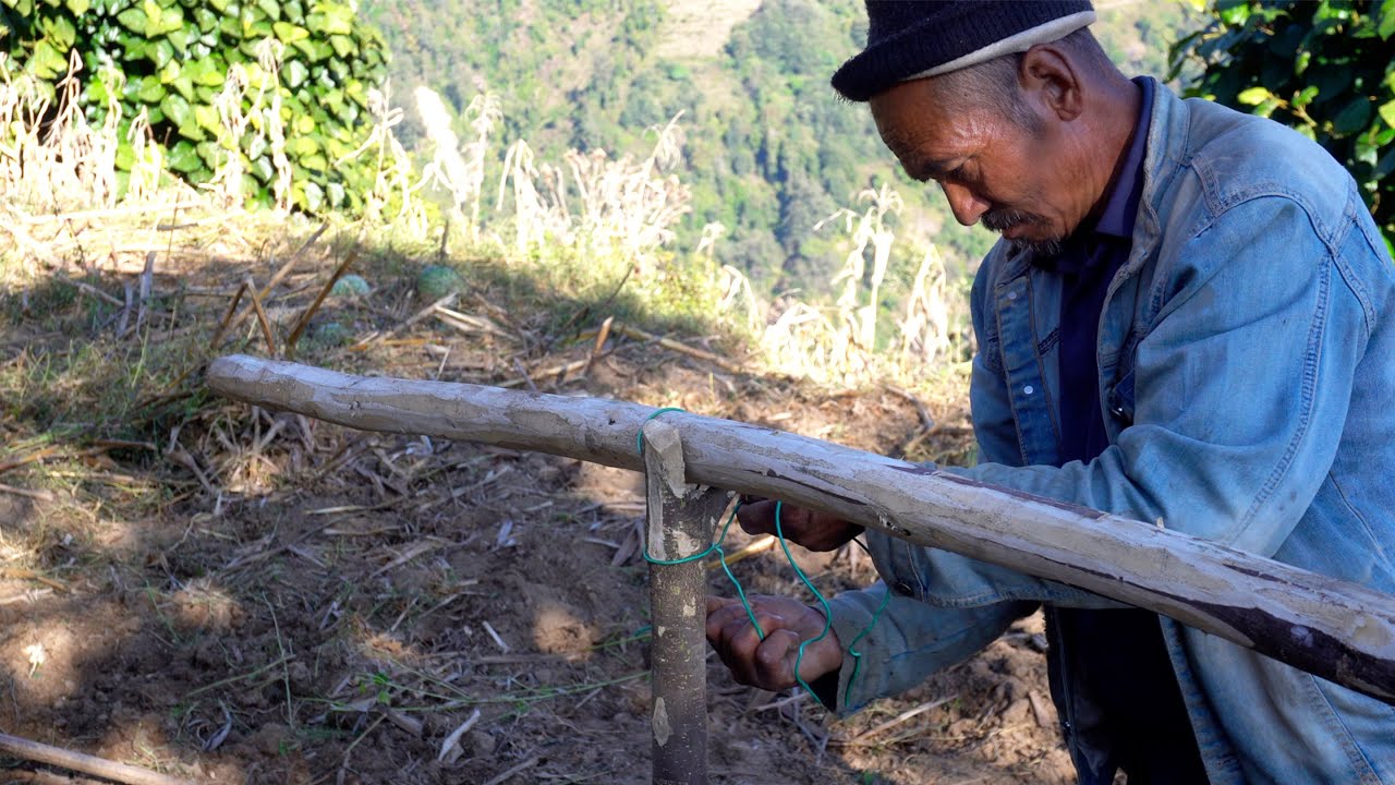 jungle man in the village with his livestock || family in the jungle || @junglefamilycooking