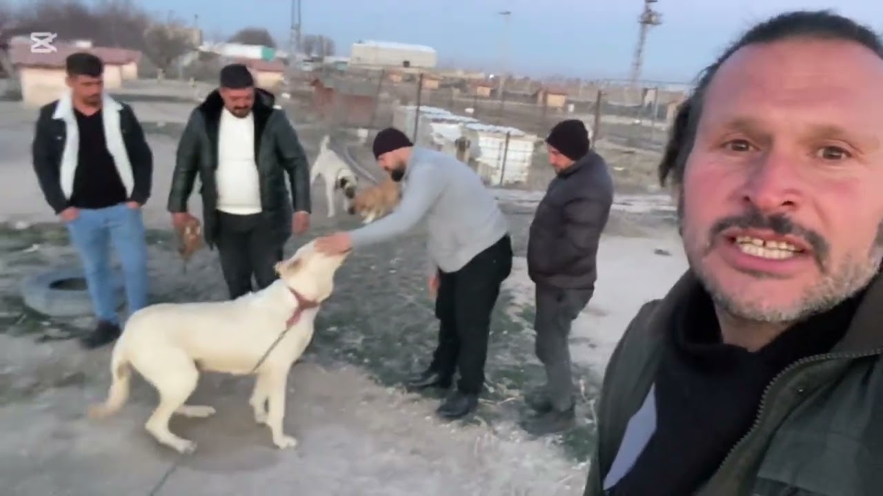 Çatlı ile Konyalı Leonun oğlu Ateş #Anadoluçoban #Haymanakarası #Kangal #Malaklı