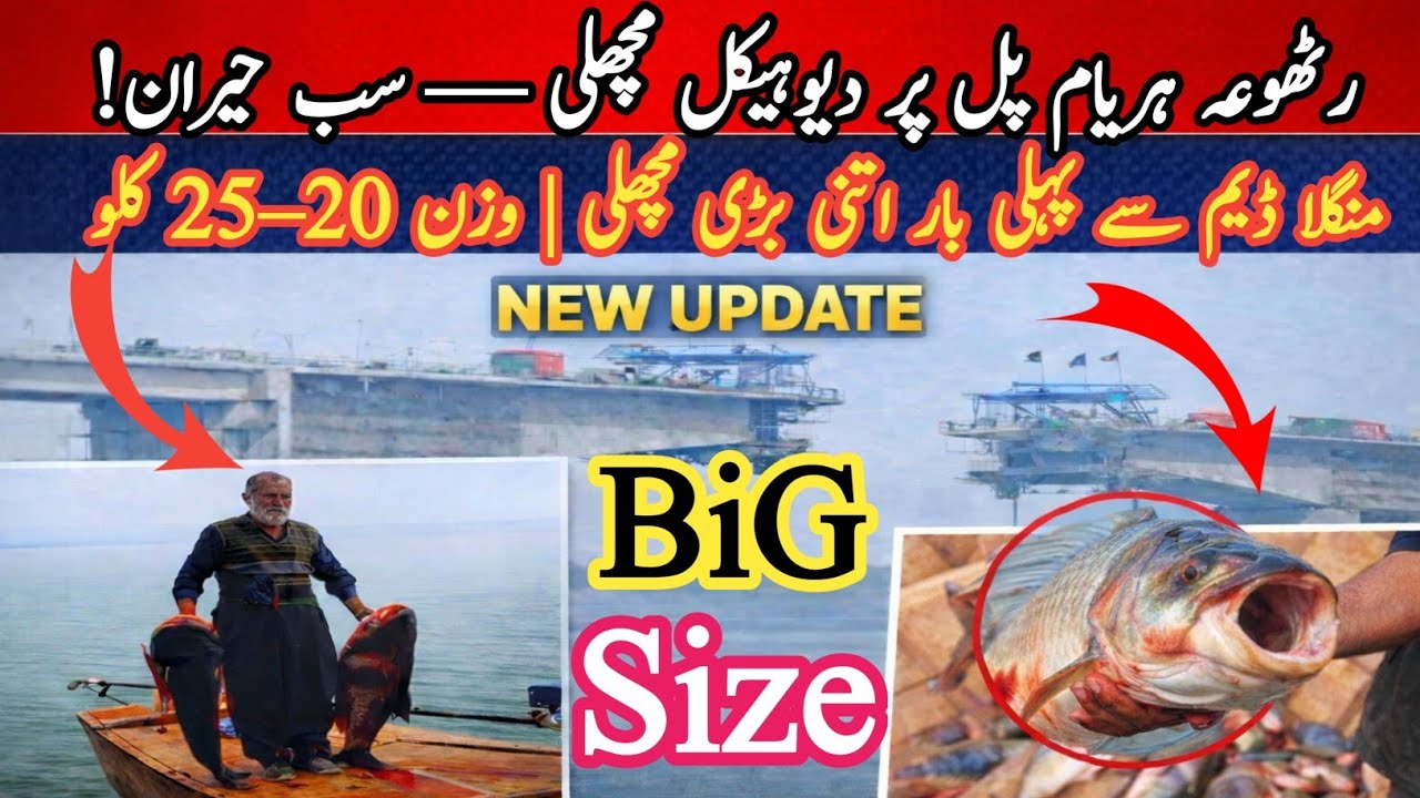“رٹھوعہ ہریام پل/ منگلا ڈیم سے اتنی بڑی مچھلی! وزن 20–25 کلو — سب حیران / Rathuwa Haryam Bridge 