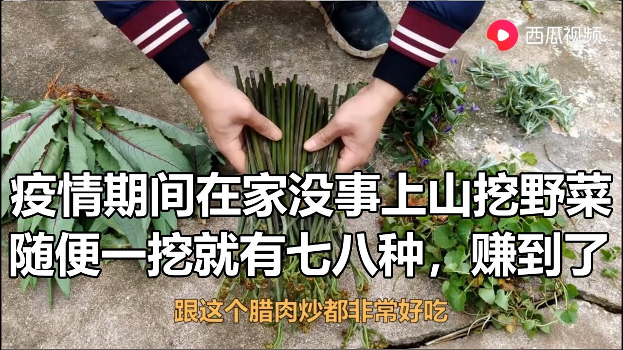 山上野菜大集合，随便一挖就有七八种，你都认识哪些呢？Wild vegetables big collection, what do you know?