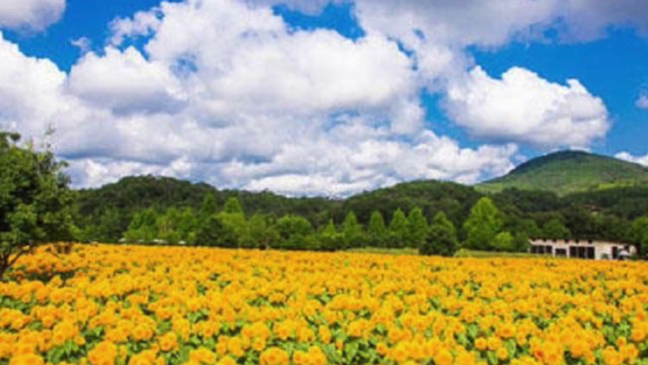 夏になったら　やまがたすみこ