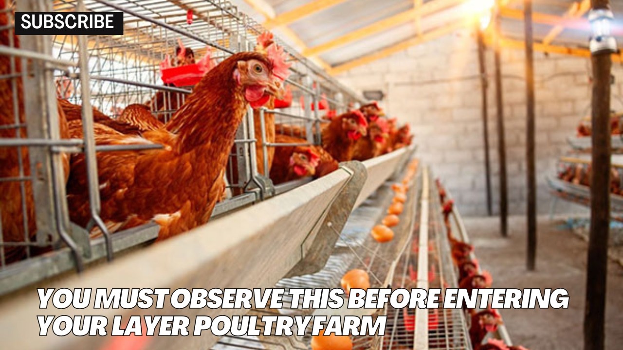 7 Most Important Things to Observe Before you Enter your Layer Poultry Farm.