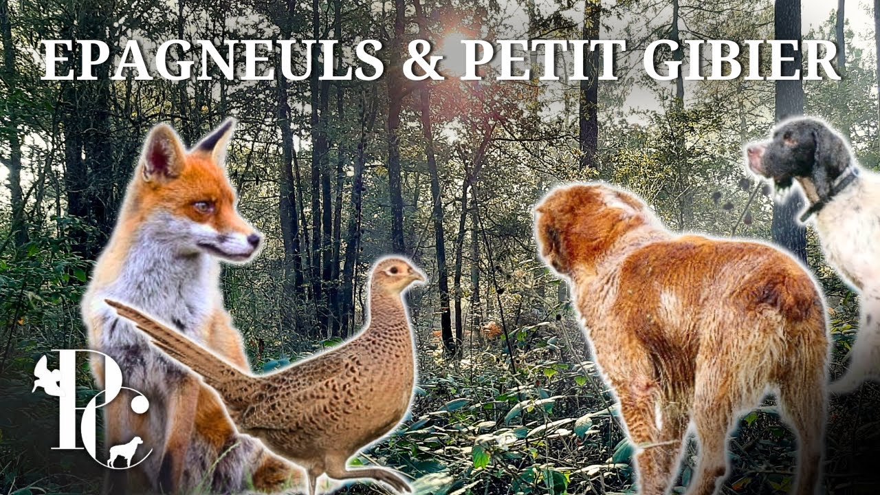 Petit Gibier au Chien d'arr&ecirc;t : Les &eacute;pagneuls au travail !