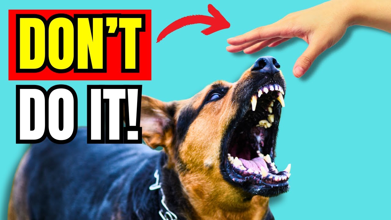 THIS Is Why Petting Dogs' Heads Can Be a BAD IDEA! | K9Pedia