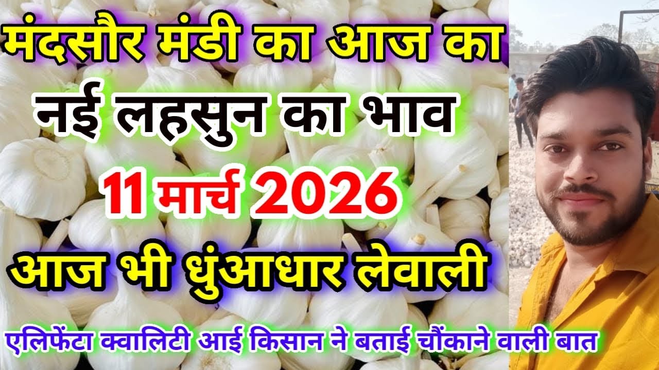 मंदसौर मंडी का आज का लहसुन का भाव | Aaj Ka Lahsun Ka Bhav | Today Garlic Rate Mandsaur Mandi 