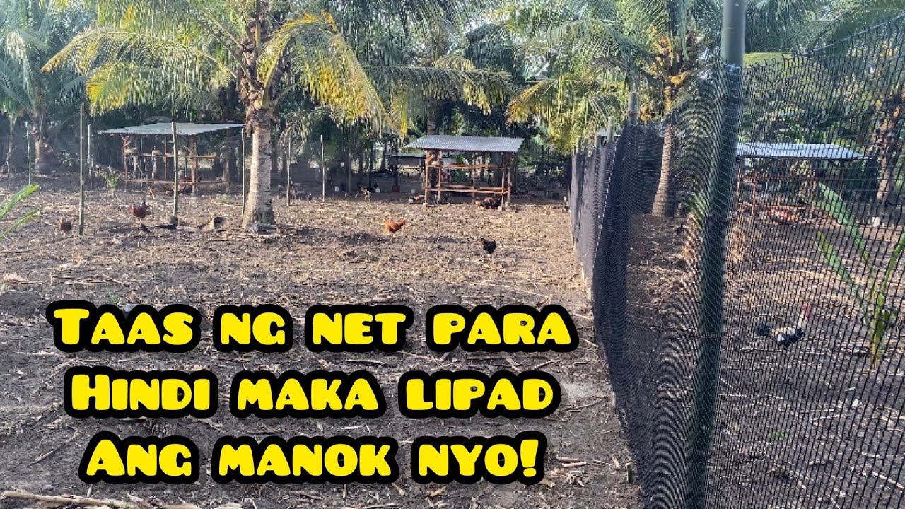 TAMANG TAAS NG NET PARA SA MGA MANOK?