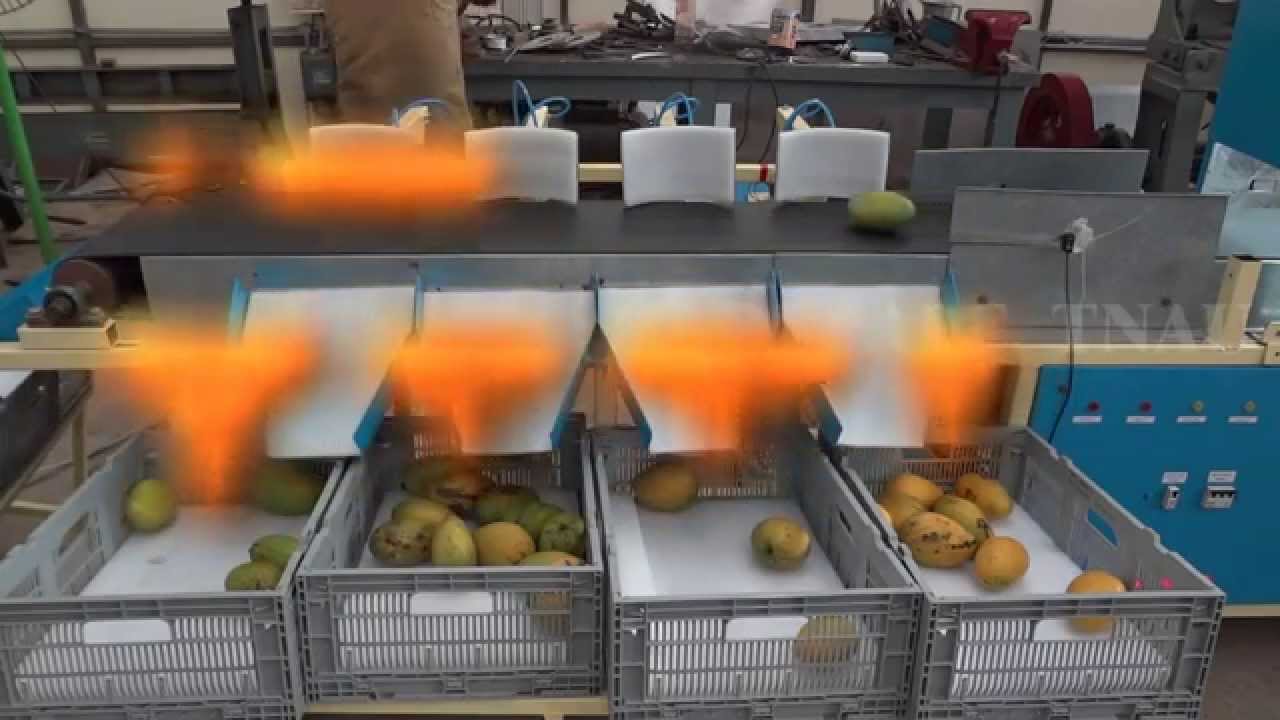 Online mango grader