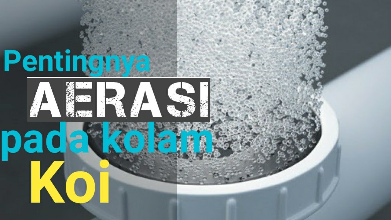 PENTINGNYA AERASI PADA KOLAM IKAN KOI
