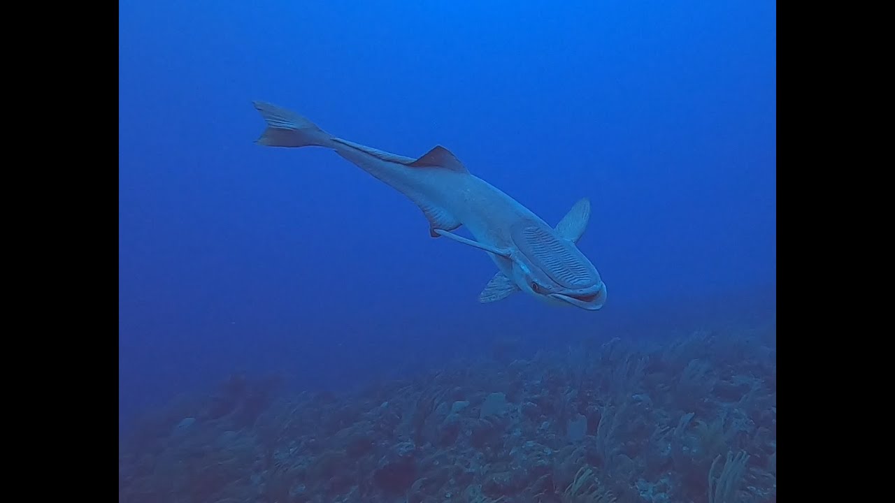 SCUBA Belizean Reef - San Pedro - Tuffy's Canyons (2021.02.21)