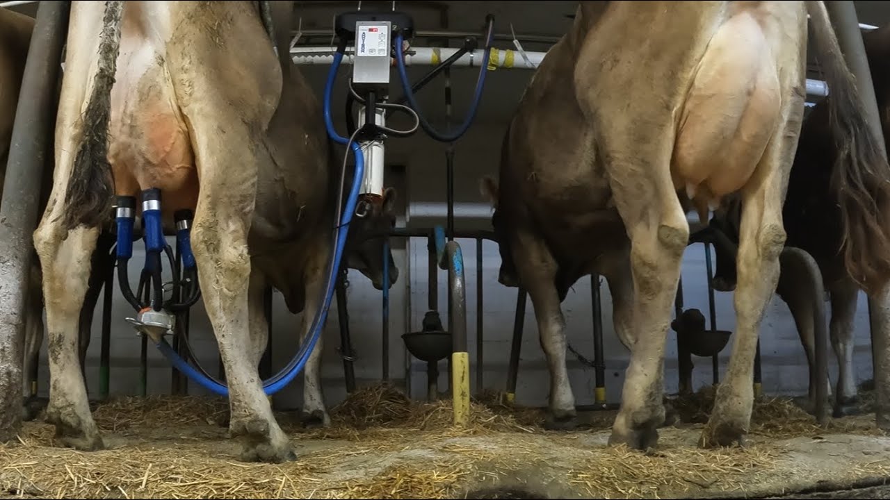 How To Milk Our Brown Swiss Cows!