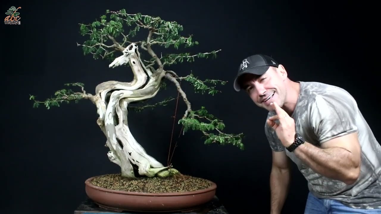 FIZ UMAS MUDANÇAS NO BONSAI DE PITHECO MONSTRO