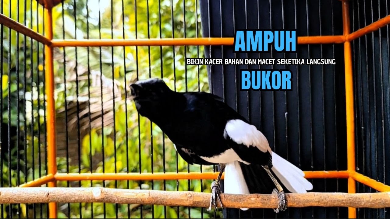 PANCINGAN KACER bahan SUSAH bunyi, KACER GACOR NGEPLONG bikin KACER MANAPUN ikut GACOR