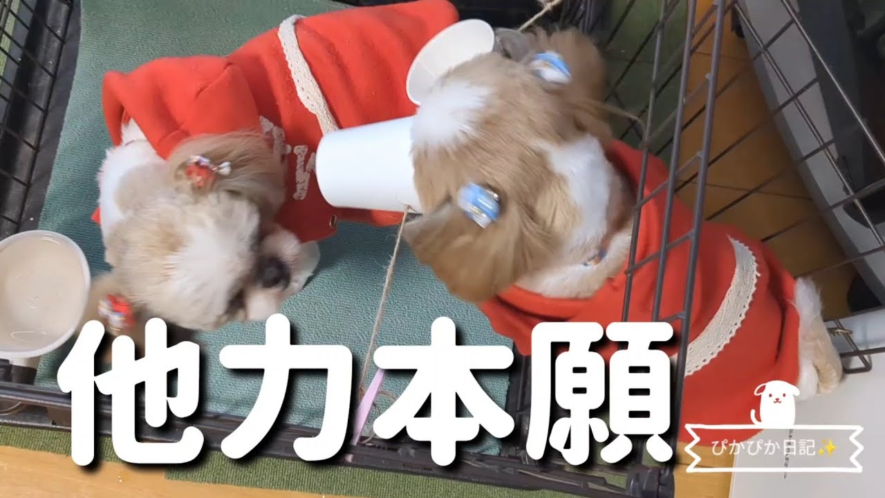 【実験】知育玩具試作品の反応は？