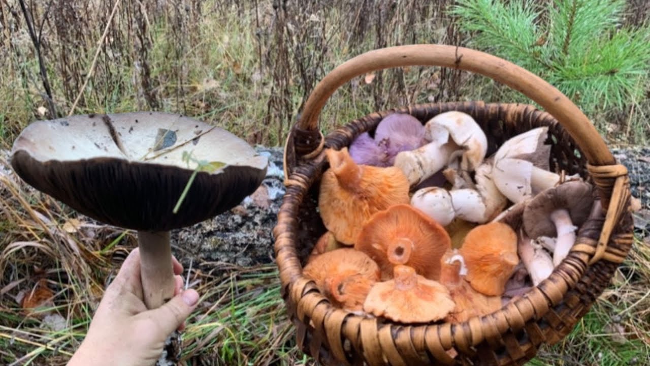 Пізня Осінь, а ГРИБИ ще Є! Рижики, Маслюки, Печериці, Рядовки