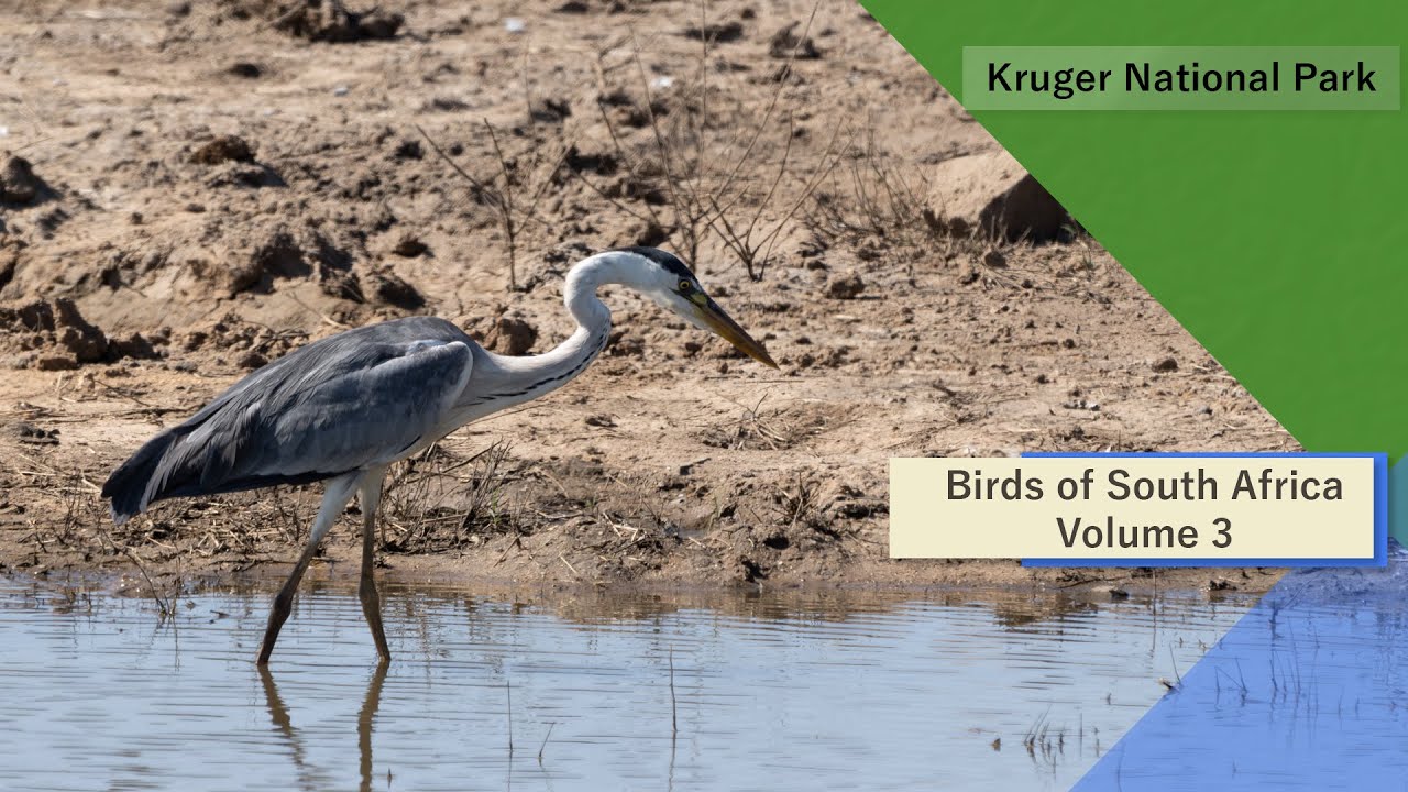 Birds of South Africa - Kruger National Park - Volume 3