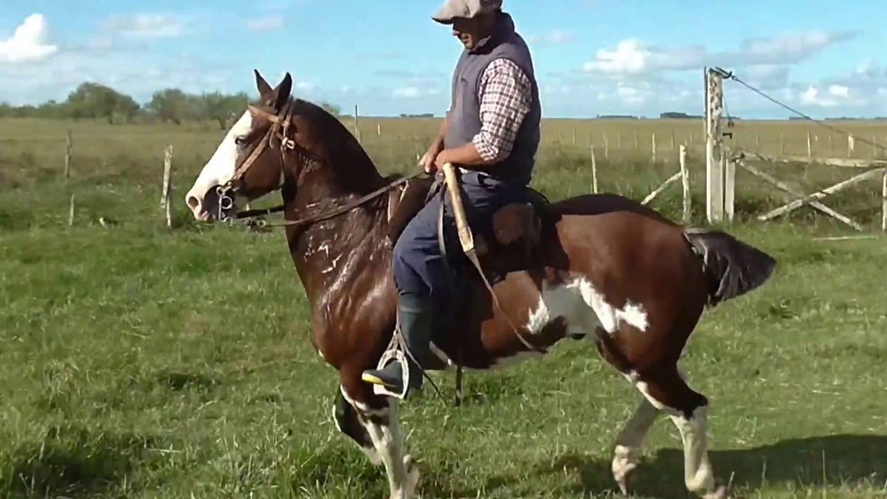 (VENDIDO A JUAN CARLOS DE CORDOBA) OVERO COLORADO ( HERMOSO) $ 56.000 WWW.LOSBAGUALES.COM.AR