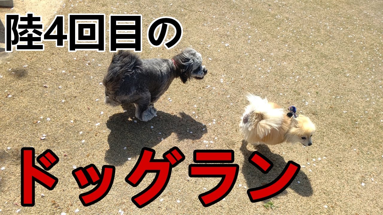 陸、4回目のドッグラン体験！【陸の日常 No.279】