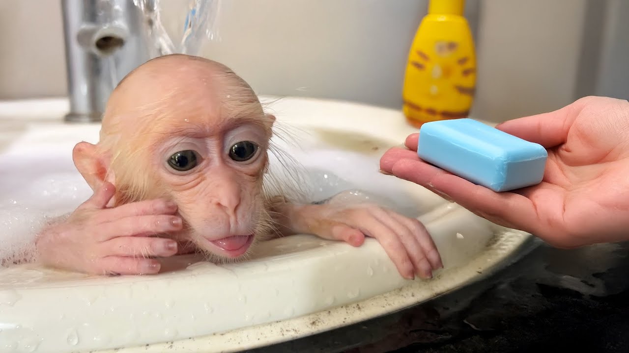Baby monkey Zika feels comfortable when I bathe him in warm water!