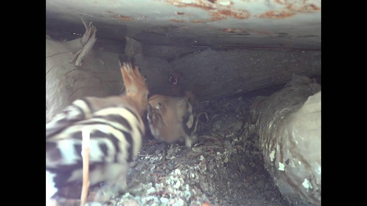 Hoopoe bird شانه به سر