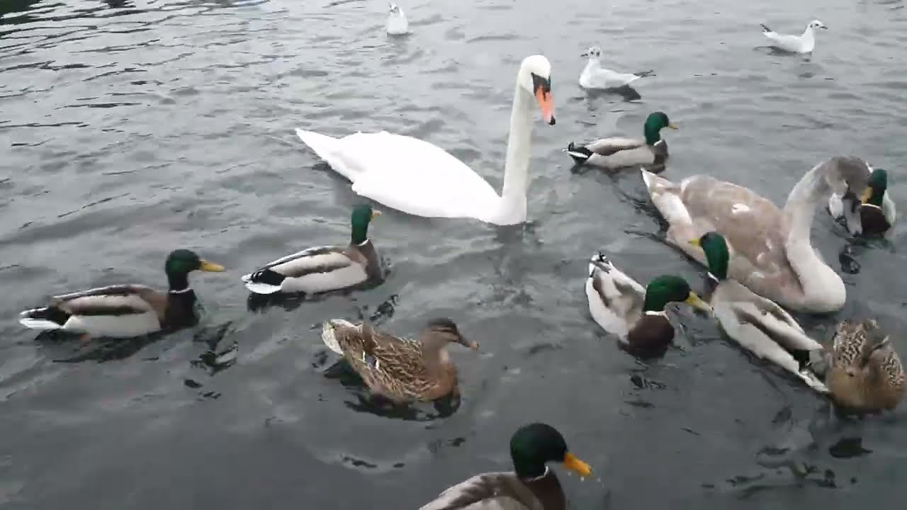❤🇮🇪 Madness🥳MUTE SWANS🦢MALLARD DUCKS🦆KINNEGO MARINA IRELAND🇮🇪LIKE👍subscribe🙏FULL video IN site😇Relax