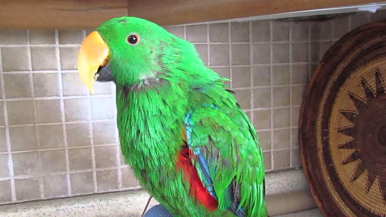 Toby at 5years having a Mojo Moult