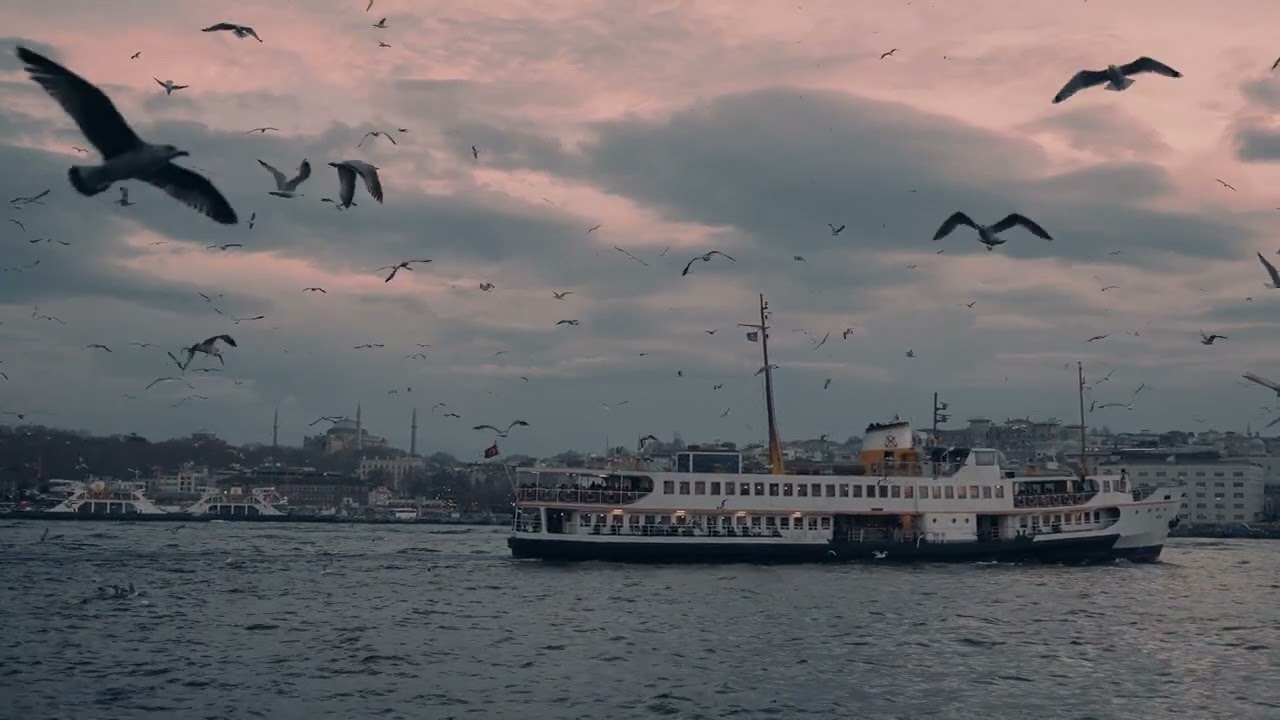 #Seagulls | #Istanbul | Slow Motion of Birds Flying over a Cruise Ship on #Bosphorus | Nature Sounds