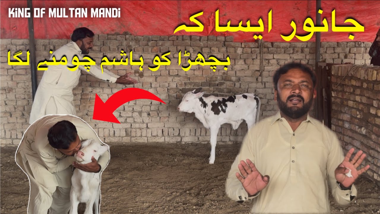 Janwer Asa Ke😯||Bachry Ko Hashim Chomny Lga❤️||King Of Multan Mandi Mahar Hashim✌️