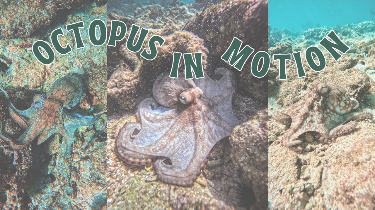 Octopus in Motion | A Mesmerizing Underwater Moment