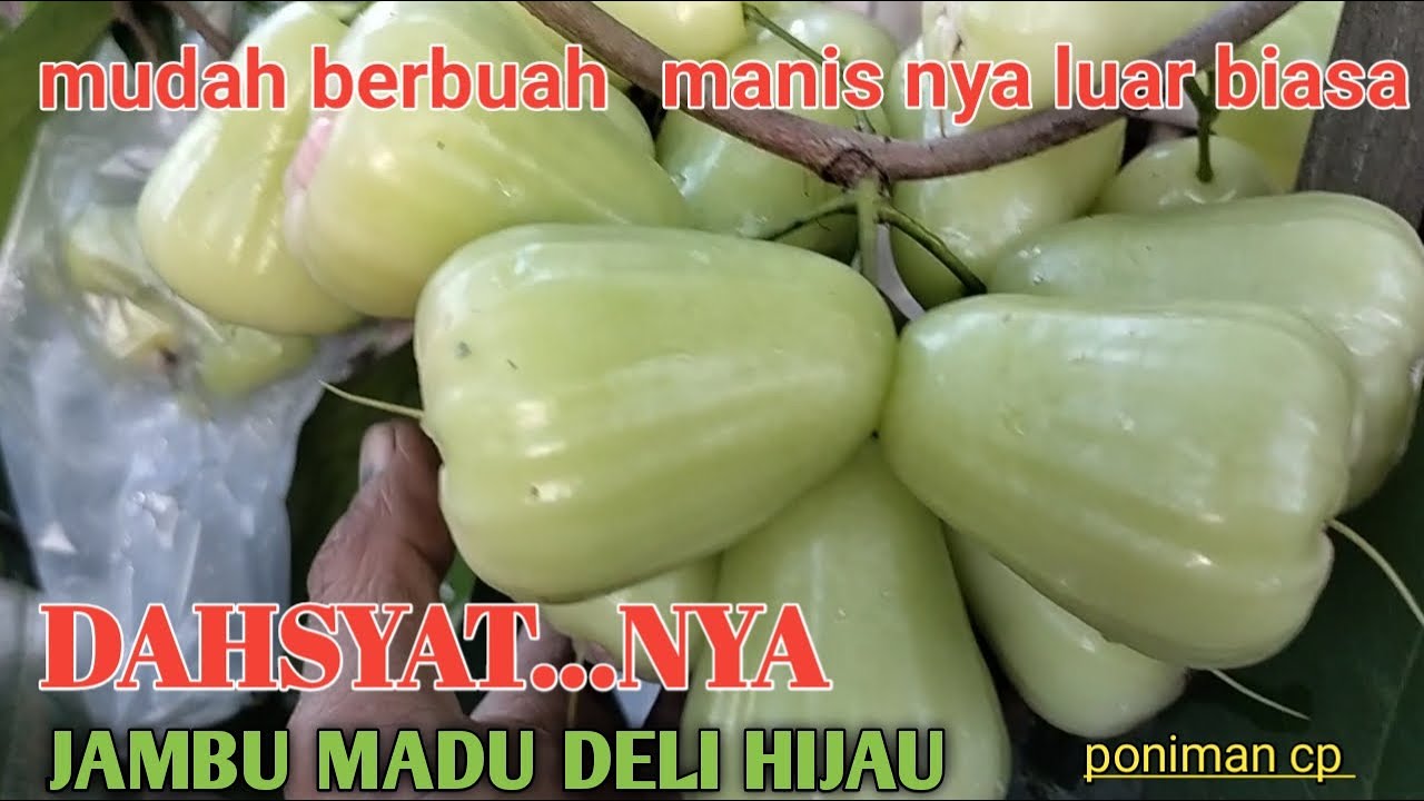 REVIEW JAMBU MADU DELI HIJAU , jambu yang paling mudah berbuah