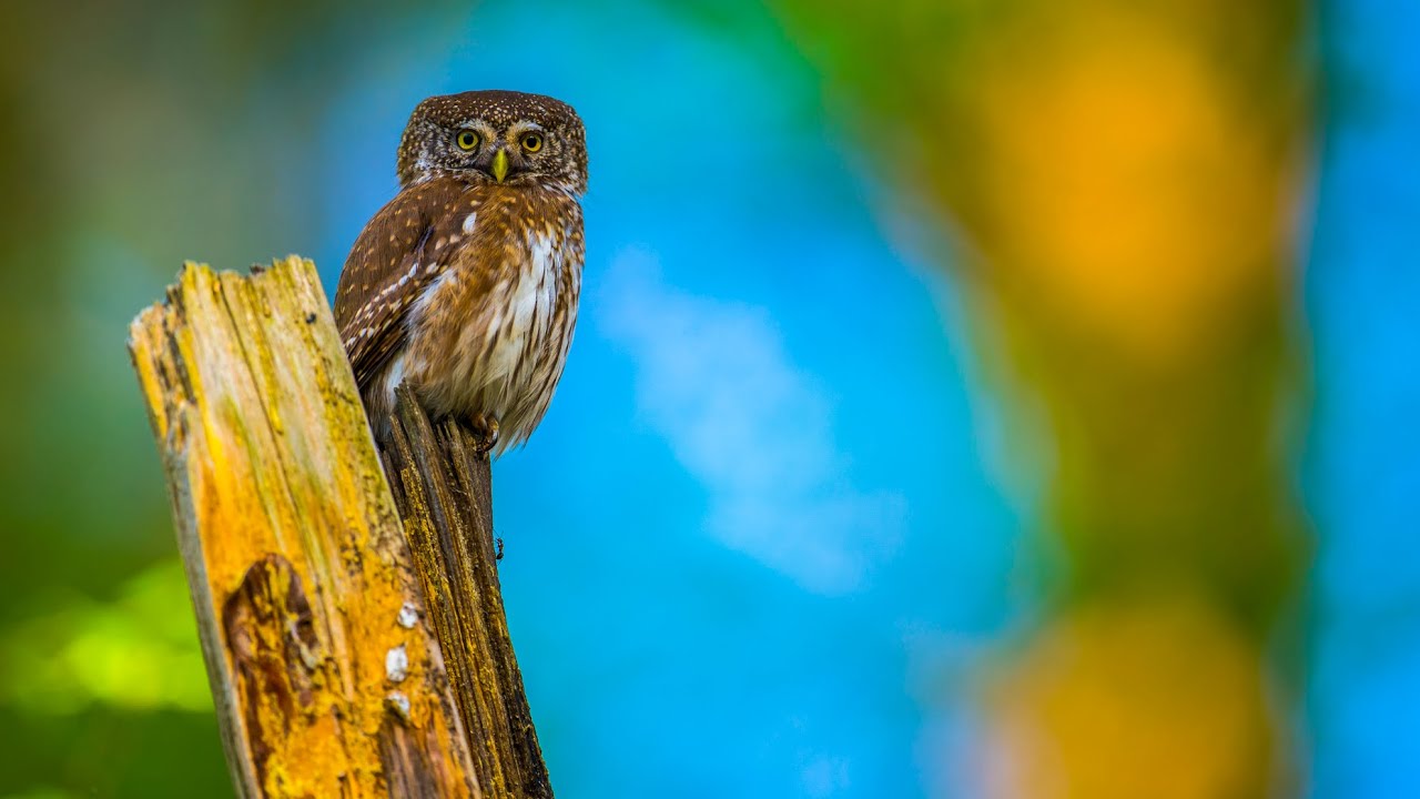 S&oacute;weczka - najmniejsza sowa Polski w Puszczy Niepołomiciej | Pygmy owl - The smallest owl in Europe