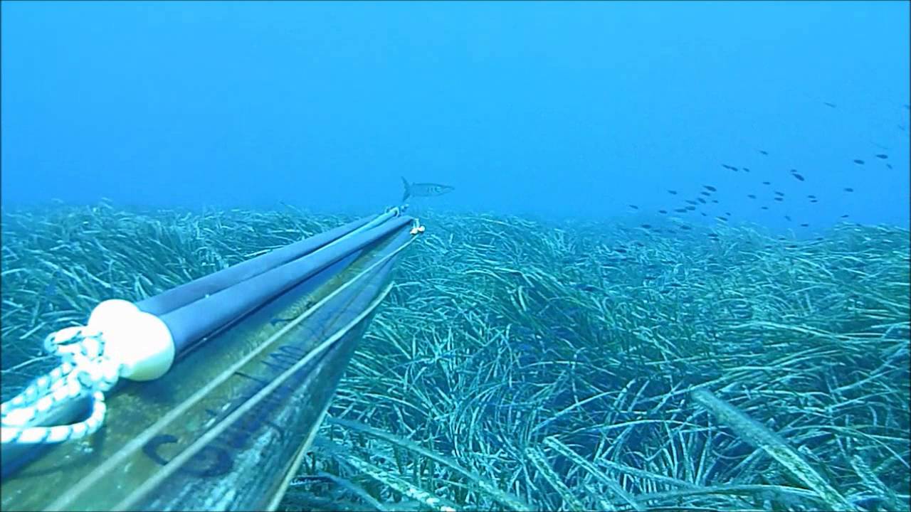Pesca sub: Sparatoria al pesce bianco, con il Guepard Roller !