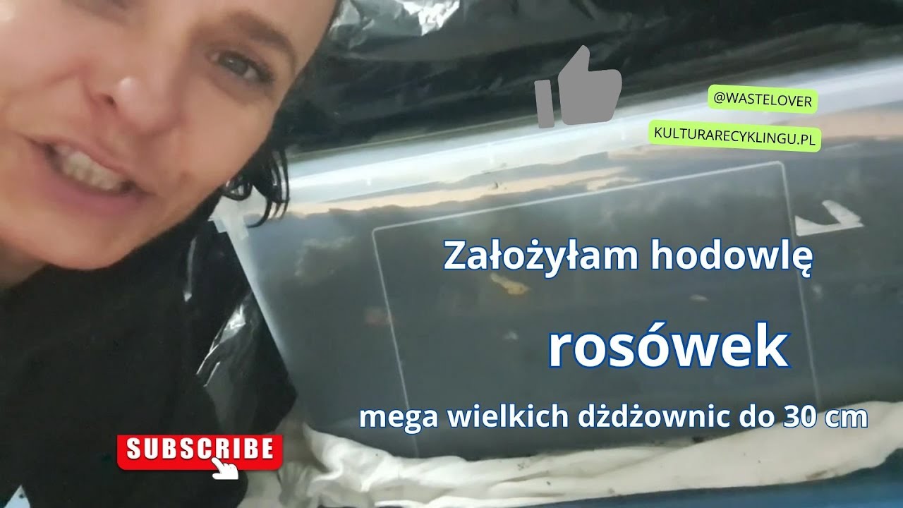 Założyłam hodowlę Dendrobaena veneta a nie rosówki jak mówię w filmie – a to NIE to samo!