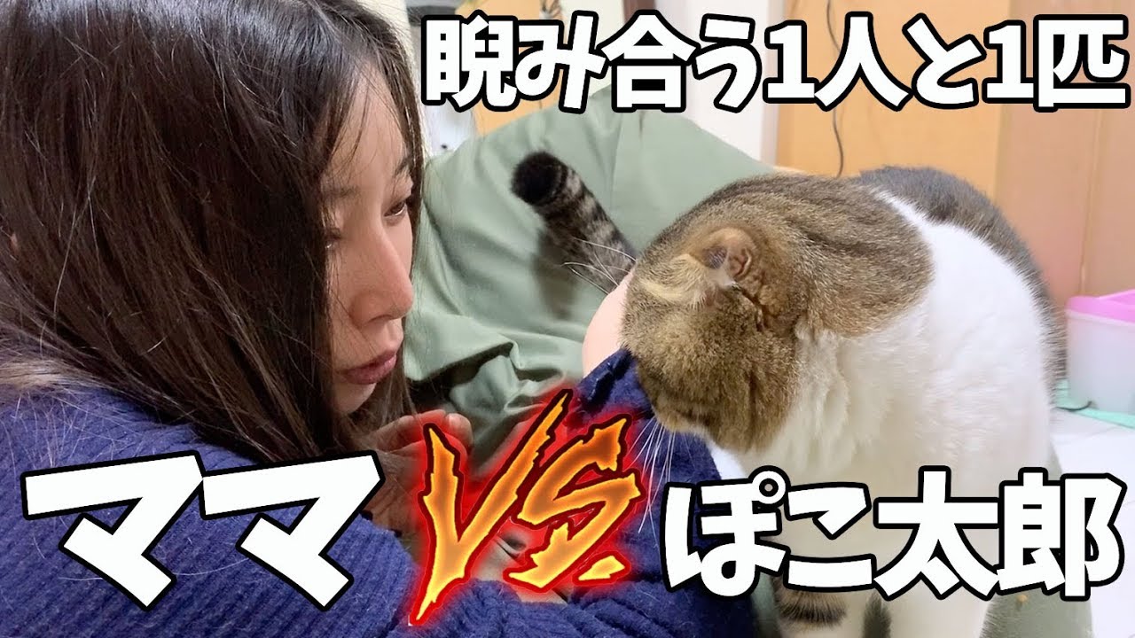 二度寝したいママVS絶対に起こしたい猫