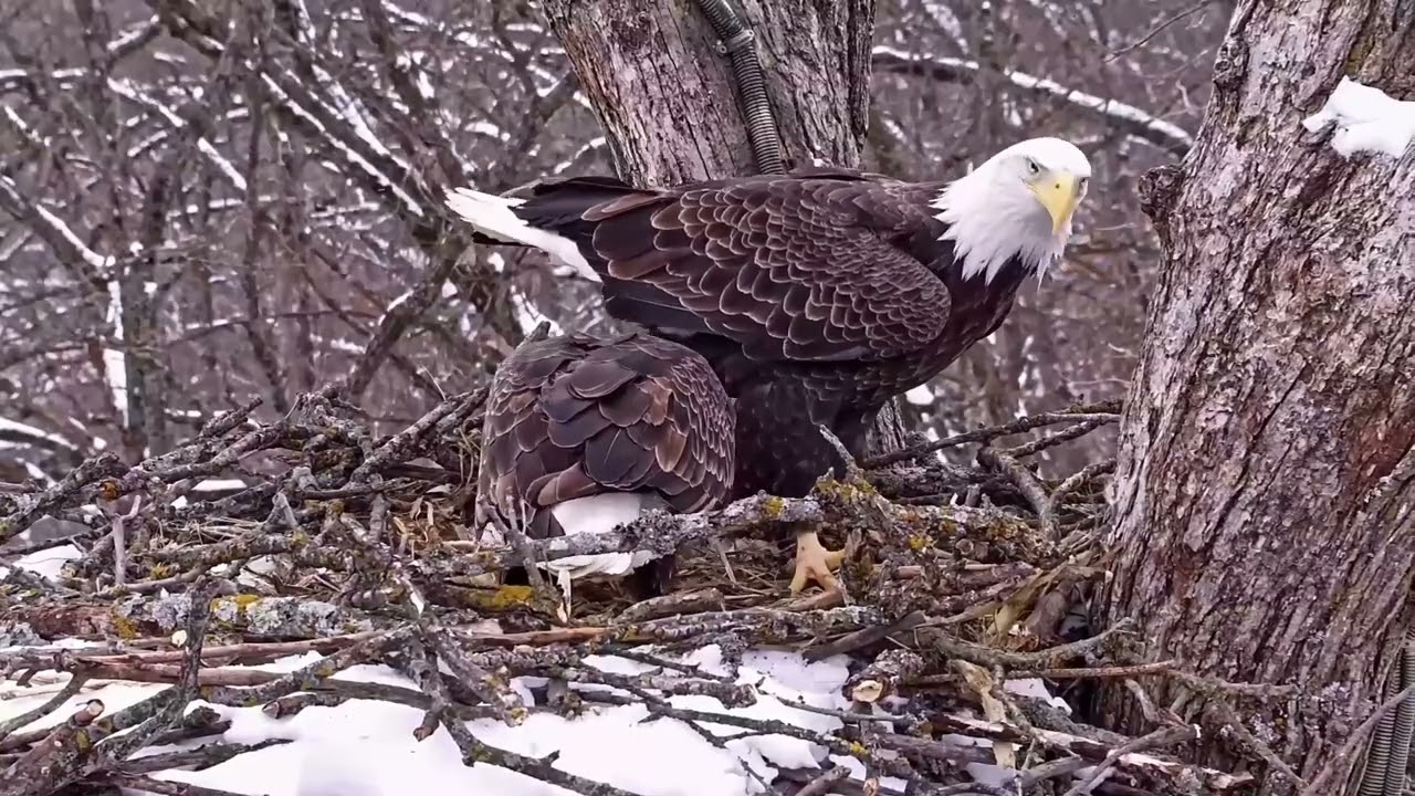 Dancing with sticks, nest testing, visitors