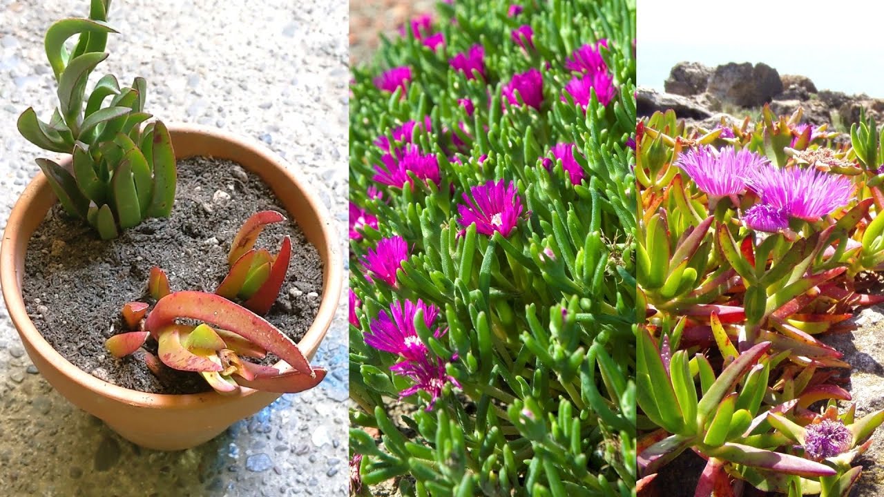 Как вырастить и размножить морозостойкий суккулент карпобротус (Carpobrotus)