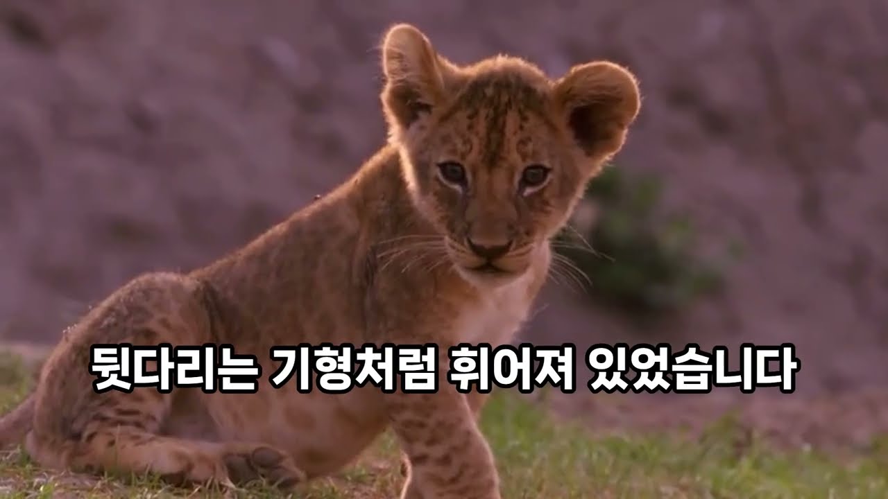 태어난 순간부터 엄마조차 외면하는 아기 사자