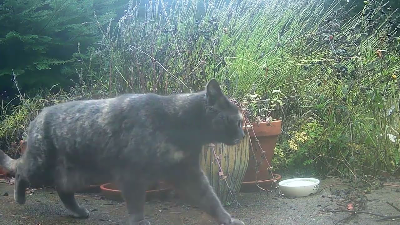 Catnip Highlight Reel #27