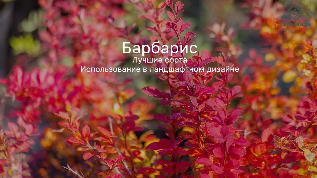 Барбарис. Лучшие сорта. Использование в ландшафтном дизайне
