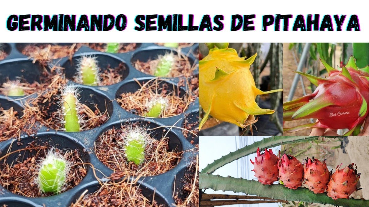 🌱 Cómo Germinar semillas de PITAHAYA👉 Paso a paso ✅ Obtén frutas en menos de dos años 😱#pitahaya